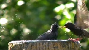 На крыльях орла # песня rus