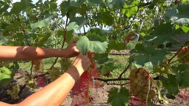 Наши персики из косточки. Снимаем виноград. Краснодарский край. смотреть онлайн