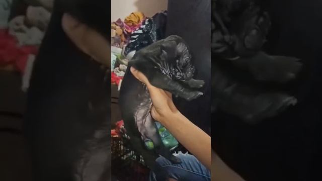 American bully female 9k contact no 9625500399 #affordable price #bestqualitypuppy смотреть онлайн