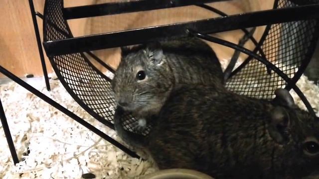 Белки Дегу 12___Proteins Degu 12 смотреть онлайн