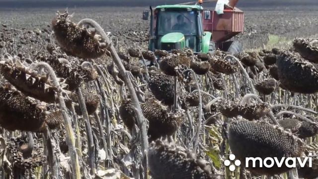 уборка. подсолнуха смотреть онлайн