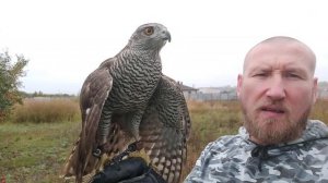 Как отличить #Ястреб Тетеревятник от ястреба #Перееелятник ??? Обзор #хищныептицы ???