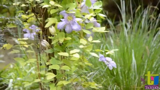 Clématite 'Blue Light'® - Pépinières TRAVERS - Spécialiste des plantes grimpantes смотреть онлайн