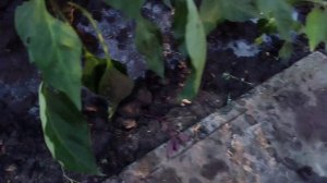 Подкормка перца сладкого Молоком.