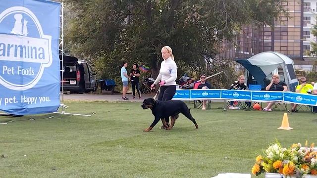 Суки открытый - моно ротвейлеров Краснодар 2023