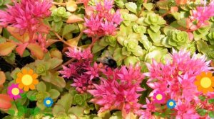 Очиток ложный. Краткий обзор: Очиток ложный описание характеристик, где купить рассада sedum spuriu