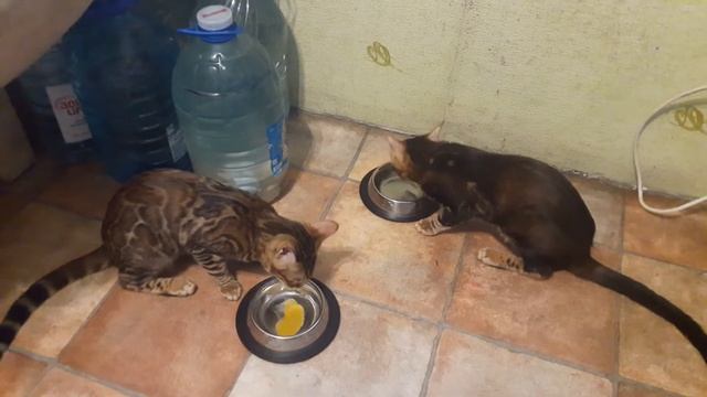 Бенгальские котята кушают перепелиные яйца смотреть онлайн