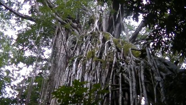 Curtain Tree Fig - Ficus virens смотреть онлайн