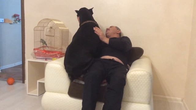 Самый большой кане корсо смотреть онлайн