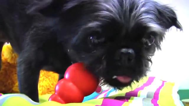 Игрушки KONG из серии ОДИН ДОМА смотреть онлайн