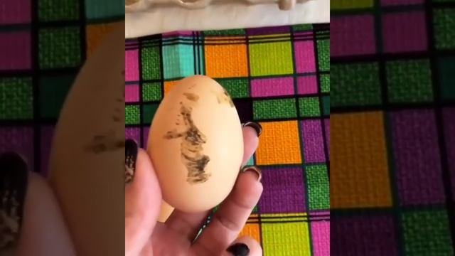 Отличие куриных яиц? смотреть онлайн