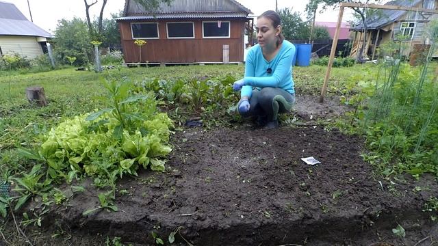 Сажаем редьку в июле, эксперимент! Прореживание салата айсберг и пересадка. смотреть онлайн