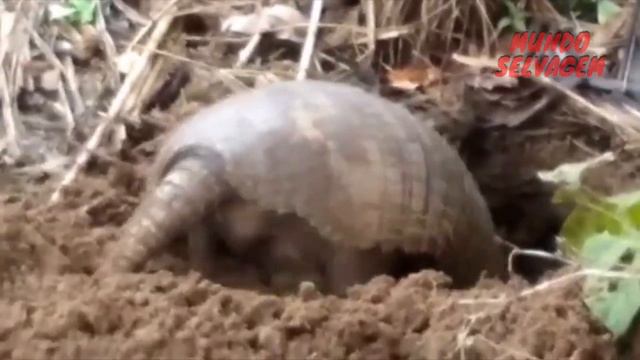 INCRÍVEL Teiú ATACANDO TATU смотреть онлайн