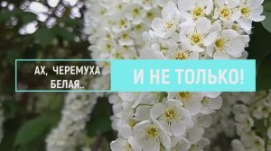 ЧЕРЕМУХА_ за и против! _ Черемуховые вредители __ Краснолистная черемуха и другие разновидности