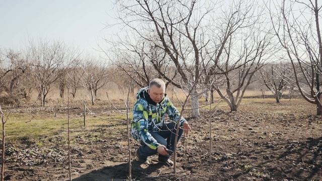Формирование крон деревьев после посадки. Разбор основных ошибок. смотреть онлайн