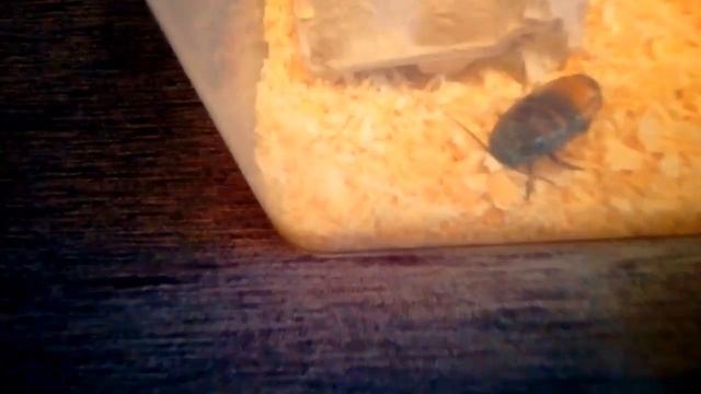 Мои мадагаскарские шипящие тараканы смотреть онлайн