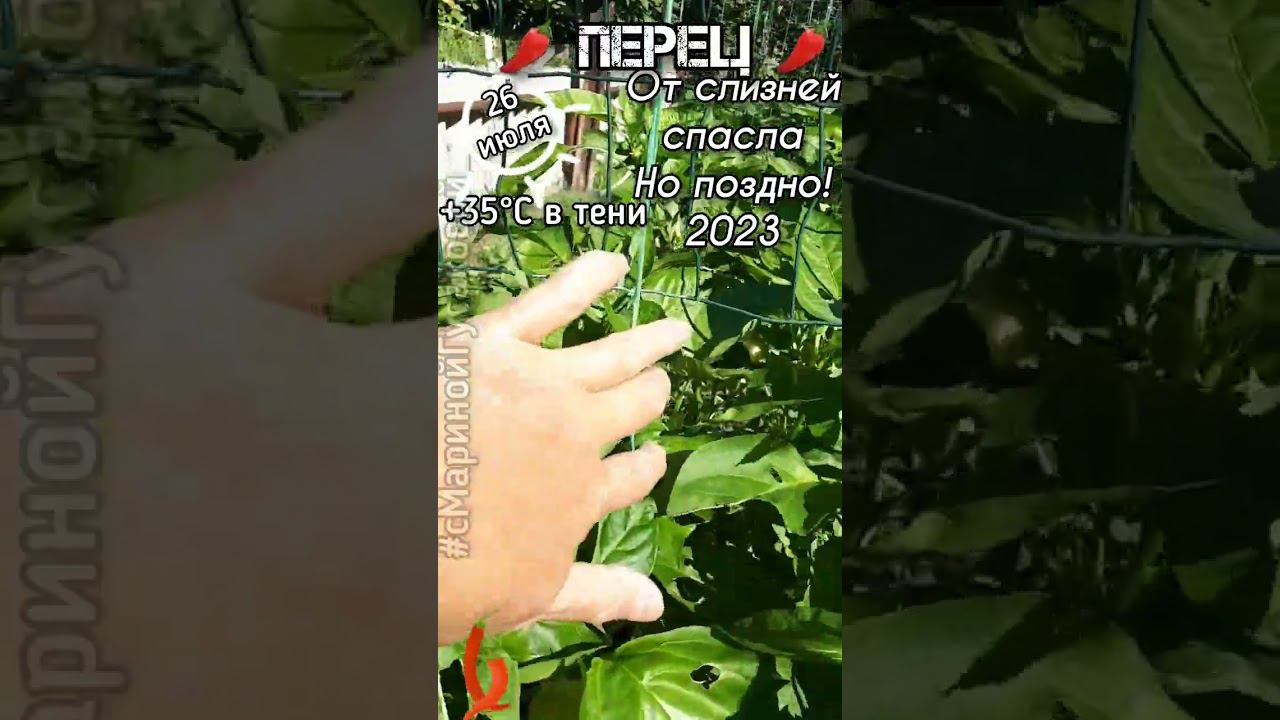 ПЕРЕЦ от слизней спасла, но очень поздно. Что будет с урожаем? Часть 2-ая 26 июля смотреть онлайн
