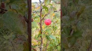 Яблоня «Уэлси».