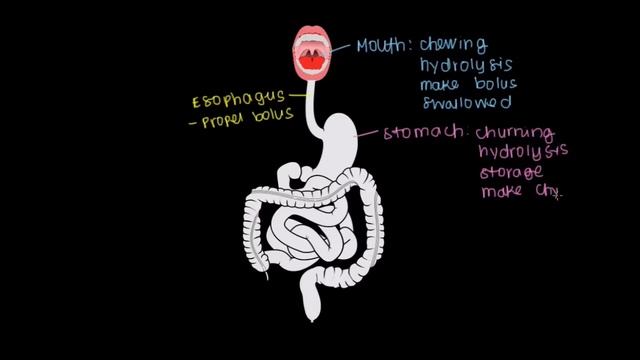 Meet the gastrointestinal tract! | Gastrointestinal system physiology | NCLEX-RN | Khan Academy смотреть онлайн