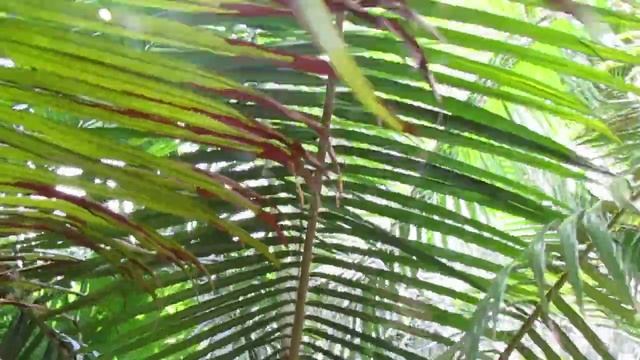 Teddy Bear Palm - Dypsis leptochelios, A Beauty from Madagascar. смотреть онлайн