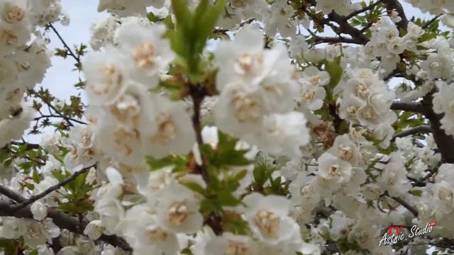 Ботанический сад Париж (Botanical Garden) смотреть онлайн