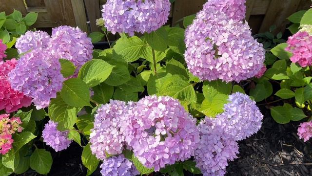 Endless Summer “Original” Timelapse