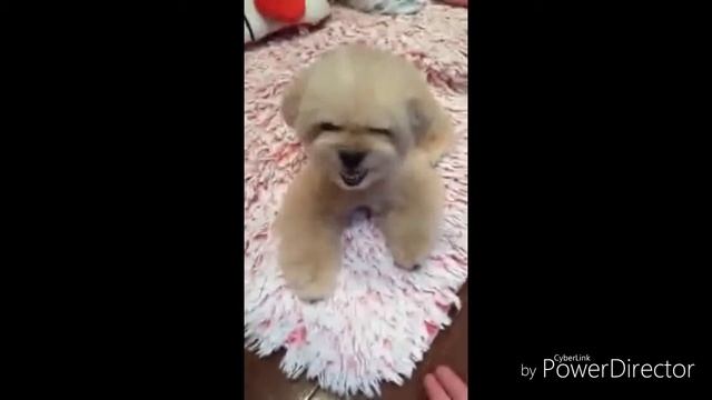 Очень злая собака смотреть онлайн