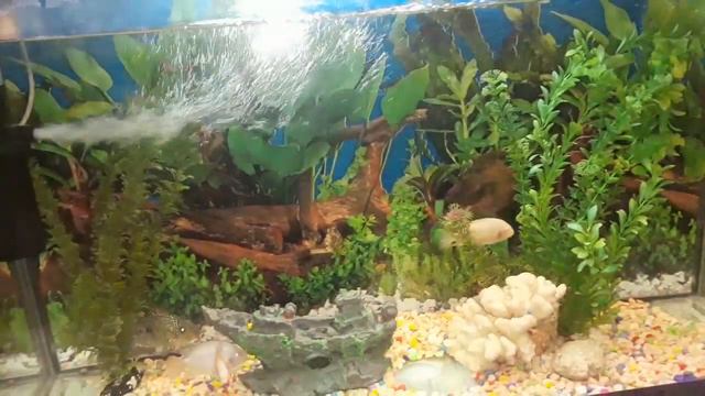 🐠Мой аквариум/Akvariumumun yeni yawilliqlari смотреть онлайн