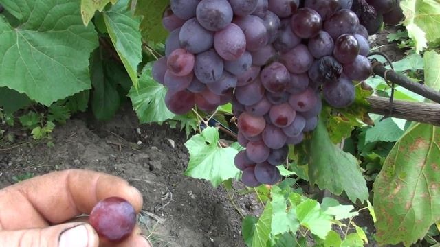 Кишмиш Молдавский смотреть онлайн