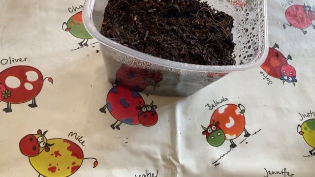 Георгины из Семян Однолетние «Ерошка» от "Гавриш" на рассаду смотреть онлайн