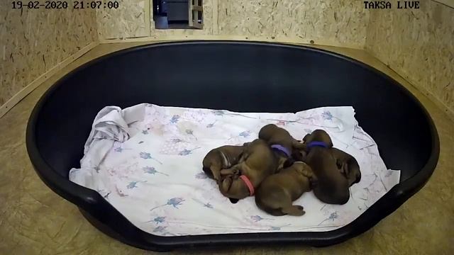 Я Такса Щенки таксы онлайн ? Dachshund Puppies Online