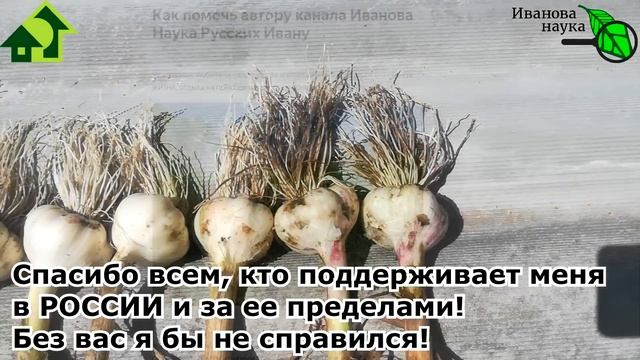 ВЕСЬ ЧЕСНОК СОХРАНИТСЯ ДО ВЕСНЫ, ЕСЛИ ЕГО ТАК ВЫСУШИТЬ. СОЛЯРИЗАЦИЯ ЧЕСНОКА для хранения и семян. смотреть онлайн