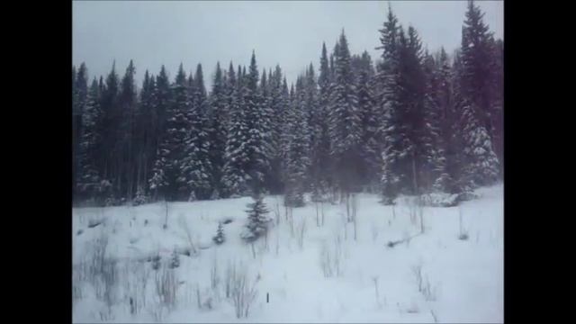 Тайга из окна вагона.wmv смотреть онлайн