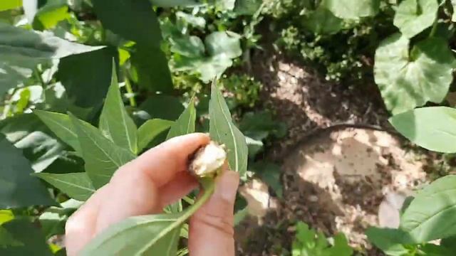 Мой французский огород в середине сентября, плюс минус не считается ? смотреть онлайн