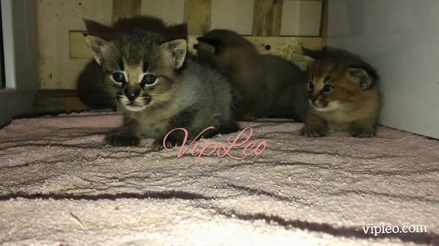 VIPLEO®. Caracat F1. Каракет Ф1 смотреть онлайн