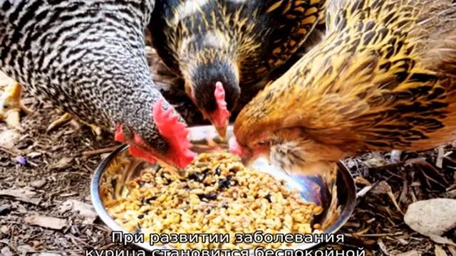 Курица хромает на одну ногу: что делать? смотреть онлайн