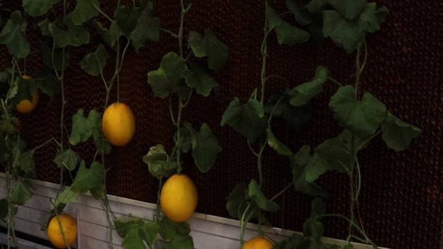 PAMERAN AGRIFAM DI KETAHANAN PANGAN INDONESIA EXPO & CONFERENCE 2023 смотреть онлайн