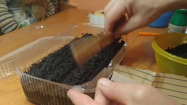 ЭХИНАЦЕЯ ПОСЕВ СЕМЯН НА РАССАДУ. смотреть онлайн