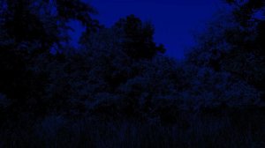 3 Часа Ночная Атмосфера со Сверчками для Крепкого Сна