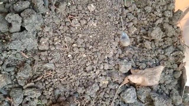 нашел личинку бронзовки в Троицке смотреть онлайн