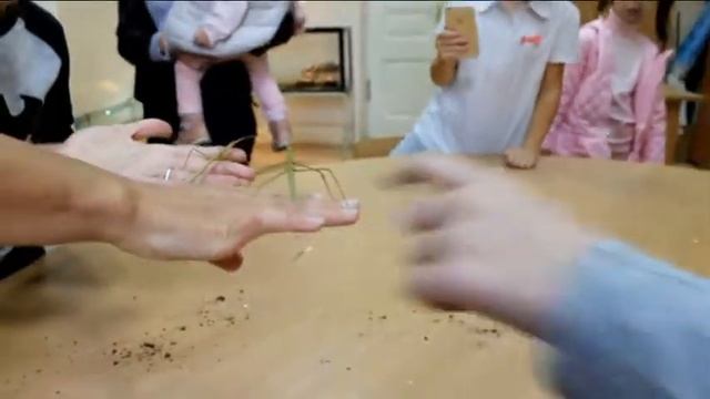 "Самый творческий дом" День открытых дверей в ДДТ "Павловский" смотреть онлайн