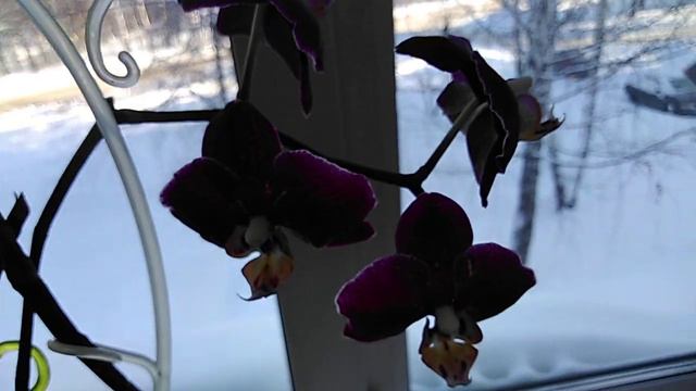 Орхидеи на работе смотреть онлайн