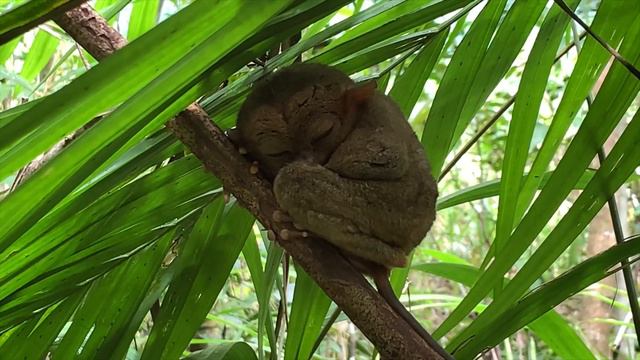 Долгопята на Бохоле / Bohol Tarsier смотреть онлайн