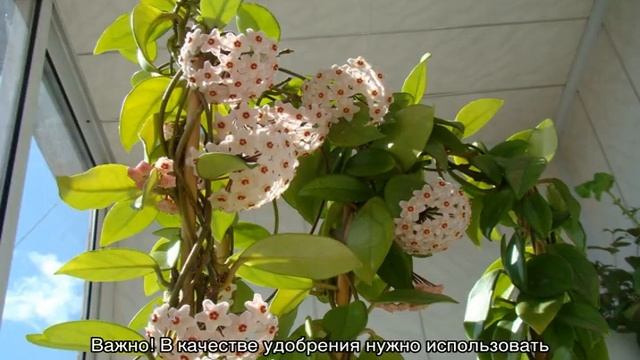 Хойя карноза — уход в домашних условиях смотреть онлайн