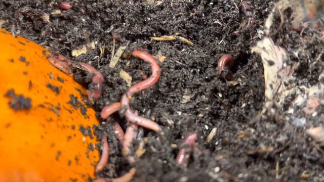 Red Wigglers Moving In #redwigglers #wormcomposting #vermicompost