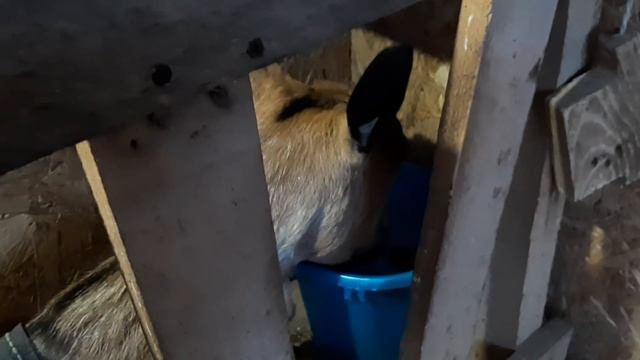 Деревенские зарисовки 22 октября 🍁🍂🍁🍂 смотреть онлайн