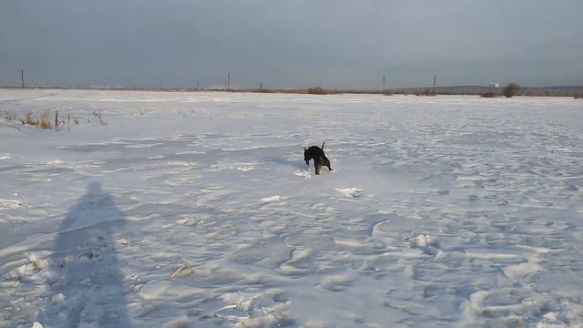 Фаина питбуль!! Собака зайчик))) смотреть онлайн