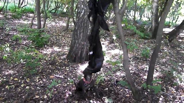 Английский стаффордширский бультерьер смотреть онлайн