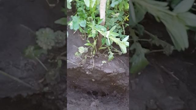 Вносим мицелий трюфеля в почву к фундуку смотреть онлайн