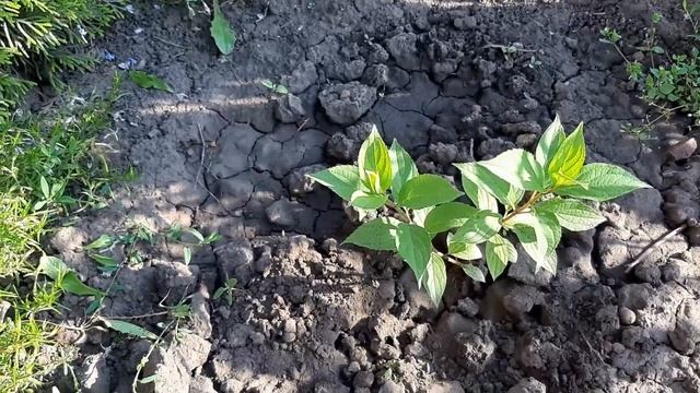 ? Гортензии? Черенки гортензий? Будущие штамбы? смотреть онлайн